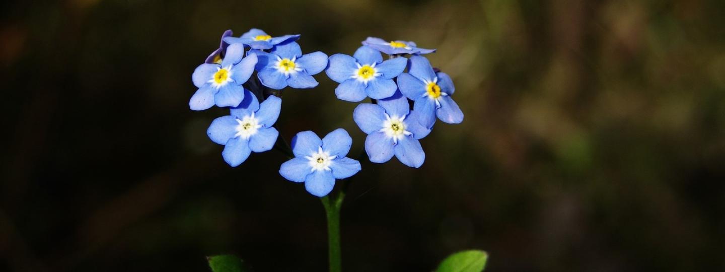 Forget Me Not flowers in the shape of a love heart
